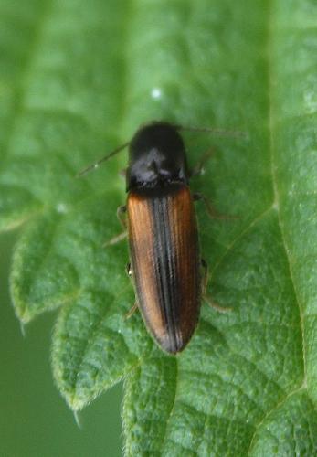 Réf. 241 591 : Adrastus sp.
